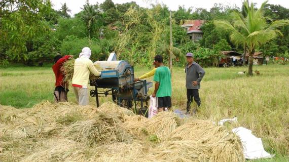 Rice Harvest 2