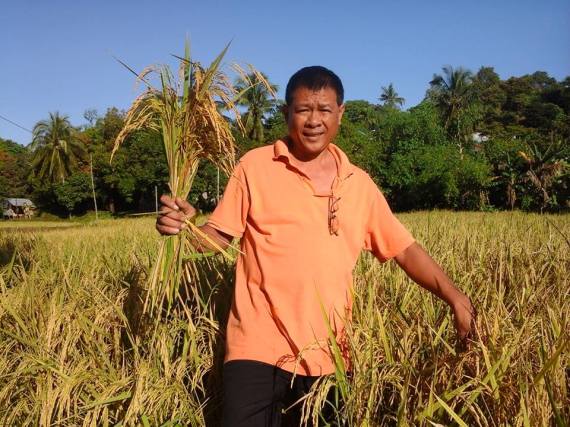 Rice Harvest  3