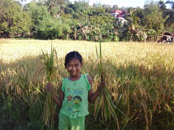 Rice Harvest 6